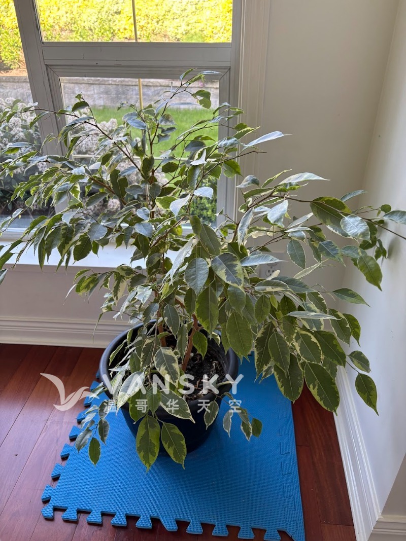 250506071928_indoor plant 1.jpg